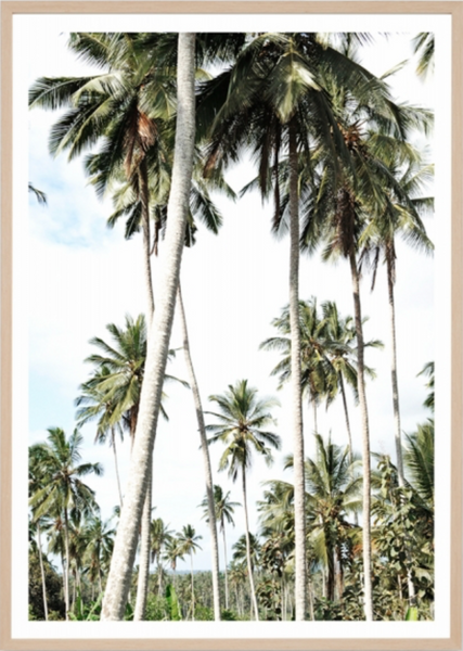 Holiday Palms