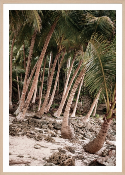 Coconut Grove