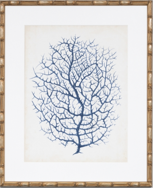 Indigo Coral 1