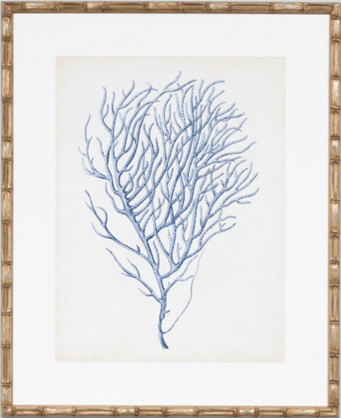 Indigo Coral 6
