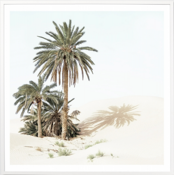 Palm Oasis